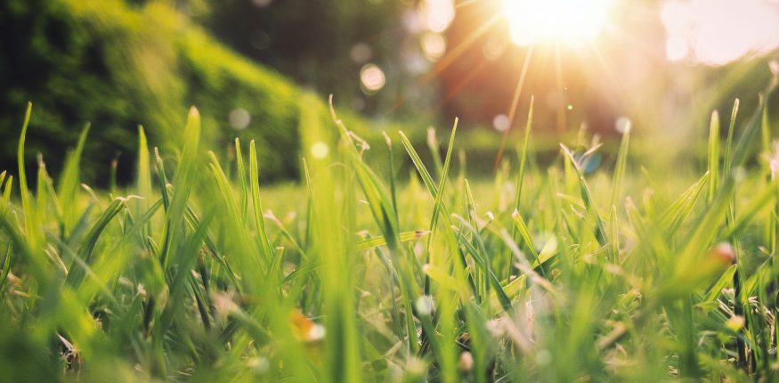 A healthy lawn with sunshine in the background