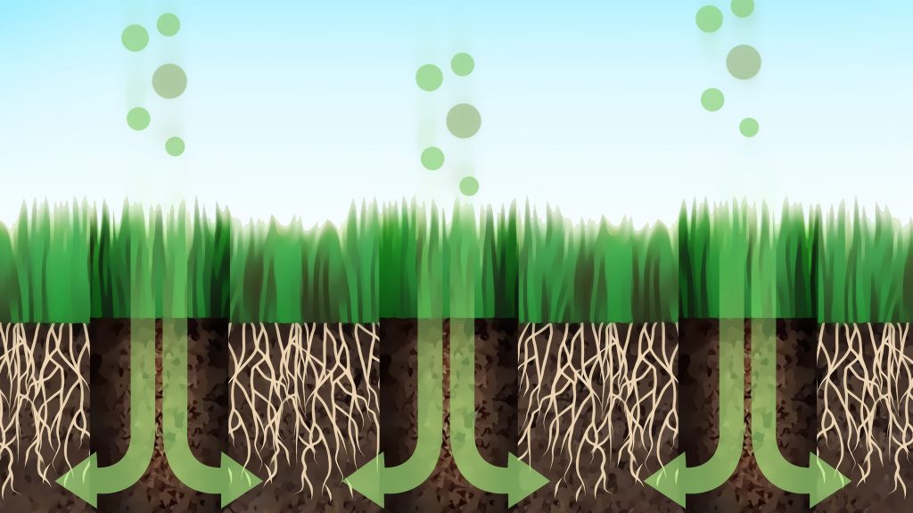Diagram that shows how aeration can help lead to a healthy lawn.  The aeration holes allow water and nutrients to reach the roots while also decompressing the soil.