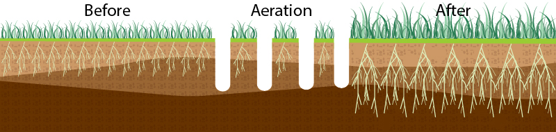 A graphic showing what aeration does. Shows little growth and shallow roots before then deeper roots with more growth after.