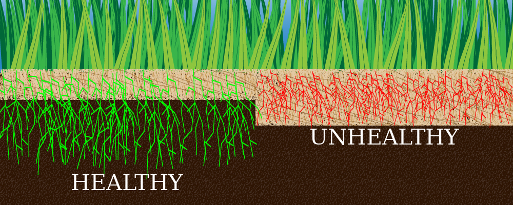 A diagram showing what healthy thatch looks like as opposed to unhealthy thatch.